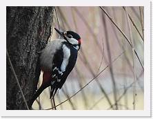 DSCN2945 * Picchio Rosso * Picchio Rosso * 4608 x 3456 * (7.1MB)
