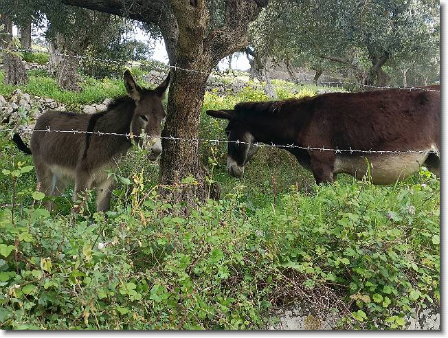Clicca per scorrere le foto originali ingrandite