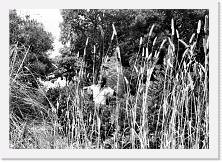Scansione0009 * 1723 x 1209 * (539KB)