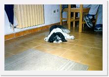 TScansione0024 * 1717 x 1168 * (427KB)