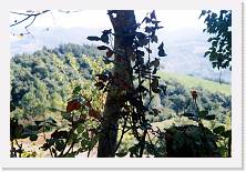 Scansione0021 * 1732 x 1156 * (334KB)