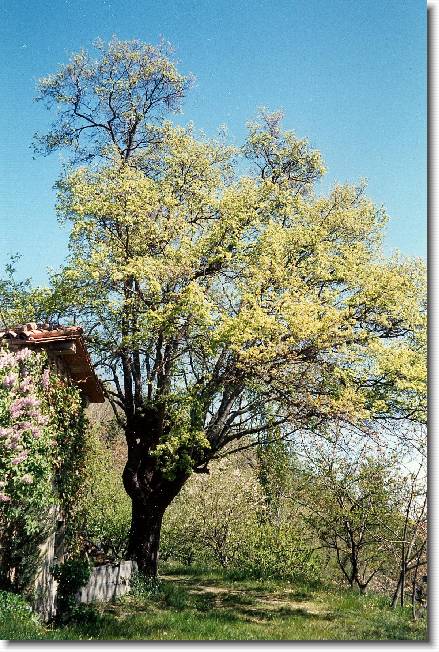 Clicca per scorrere le foto originali ingrandite