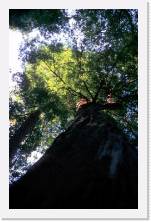 haw037 * 1199 x 1849 * (383KB)