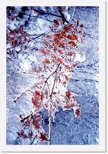 cansione00041 * 1188 x 1764 * (425KB)