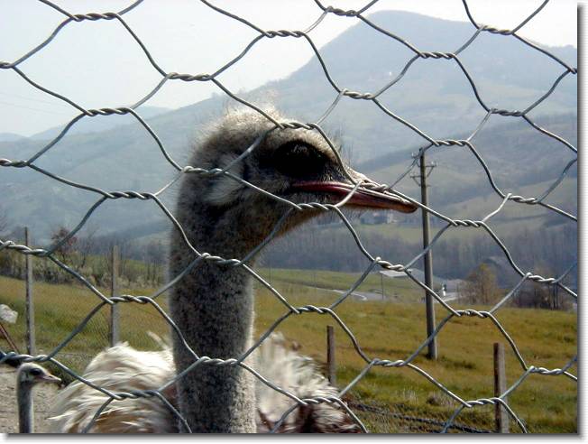 Clicca per scorrere le foto originali ingrandite