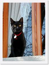 MICIA * 349 x 478 * (27KB)