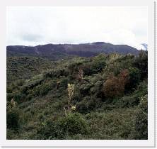 nz047 * 1249 x 1177 * (240KB)