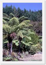 nz082 * 1199 x 1787 * (510KB)