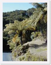 nz082a * 480 x 640 * (62KB)