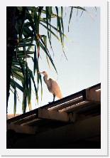 nz212 * 1192 x 1786 * (235KB)