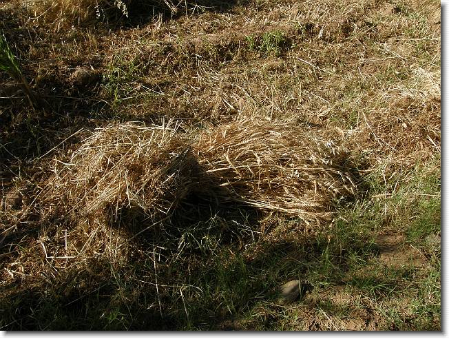 Clicca per scorrere le foto originali ingrandite