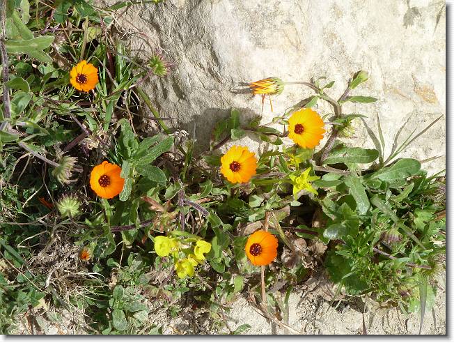 Clicca per scorrere le foto originali ingrandite