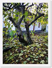 IMG_20191117_155800 * 2736 x 3648 * (2.47MB)