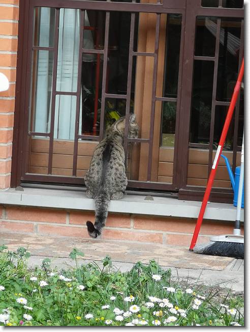 Clicca per scorrere le foto originali ingrandite