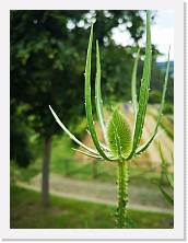 IMG_20200621_160557 * 2736 x 3648 * (333KB)