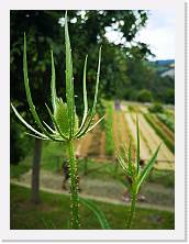 IMG_20200621_160611 * 2736 x 3648 * (388KB)