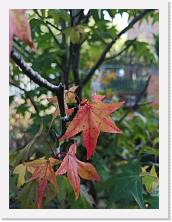 IMG_20201025_144142 * 2736 x 3648 * (383KB)