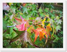 IMG_20201025_144156 * 3648 x 2736 * (857KB)