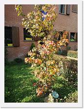 IMG_20201031_130748 * 2736 x 3648 * (2.79MB)
