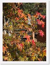IMG_20201031_130825 * 2736 x 3648 * (1.33MB)