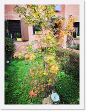 IMG_20201031_150105 * 2736 x 3648 * (2.59MB)