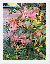 IMG_20201031_150115 * 2736 x 3648 * (1.22MB)