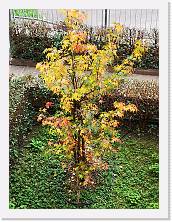 IMG_20201101_102943 * 2736 x 3648 * (2.75MB)