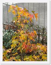 IMG_20201101_103116 * 2736 x 3648 * (709KB)