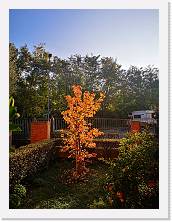 IMG_20201106_085543 * 2736 x 3648 * (2.41MB)