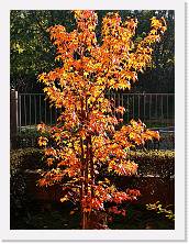 IMG_20201106_085614 * 2736 x 3648 * (2.23MB)