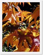 IMG_20211104_093709 * 2736 x 3648 * (1.63MB)