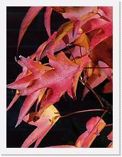 IMG_20211107_131348 * 2736 x 3648 * (1.43MB)