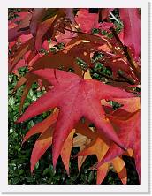 IMG_20211107_131407 * 2736 x 3648 * (2.15MB)
