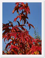 IMG_20211107_131422 * 2736 x 3648 * (2.07MB)