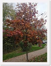 IMG_20211119_154948 * 2736 x 3648 * (2.47MB)