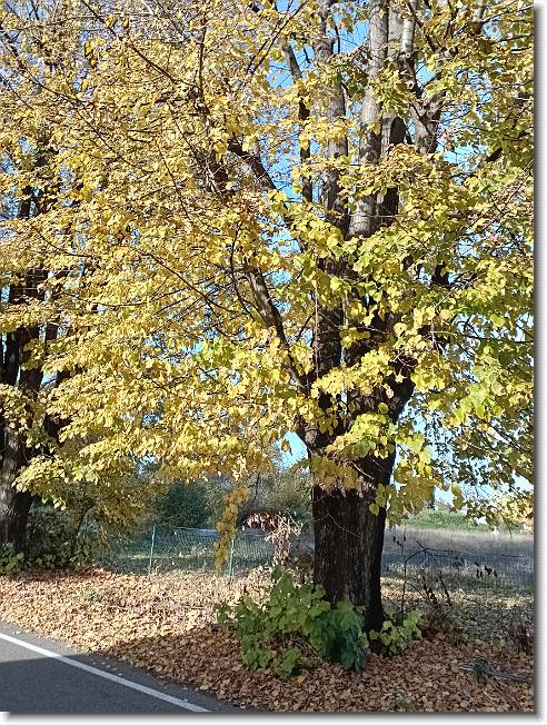 Clicca per scorrere le foto originali ingrandite