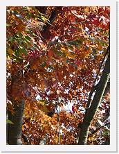 P1010128 * 5184 x 3888 * (9.88MB)